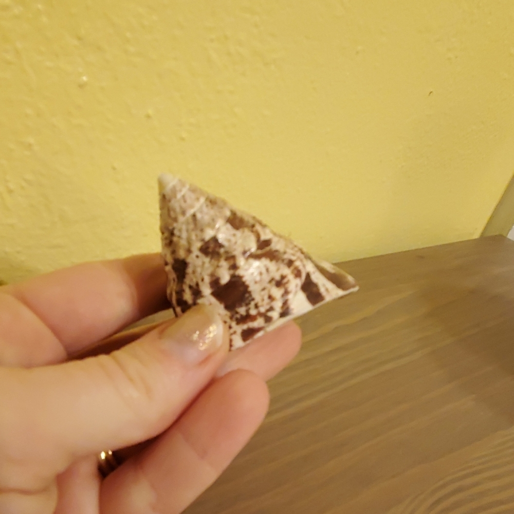 Seashell - Picture 3 of 4